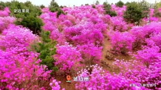 走進(jìn)延邊的春天，漫山遍野的金達(dá)萊花，靜待四海賓朋