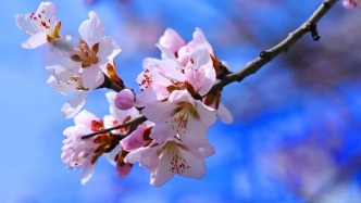 四月的延吉，才是真·色彩天花板