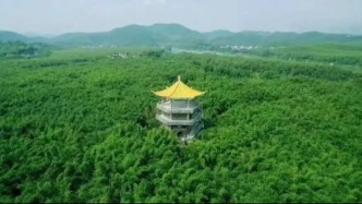 綠鏈賦能百業(yè)興！廣寧縣打通竹子全產(chǎn)業(yè)鏈