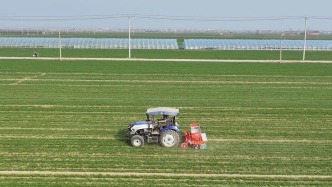 河北將進(jìn)入小麥產(chǎn)量形成核心窗口期