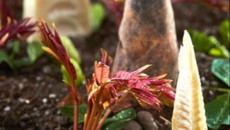 谷雨嘗鮮正當(dāng)時(shí)，食品安全要注意