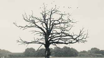 我們?nèi)绾螒?yīng)對必然到來的死亡？