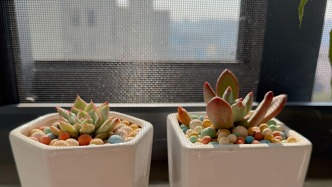 生態(tài)藝術(shù)治療｜辦公桌上的“綠色心情”：一株植物如何療愈你的精神世界