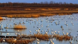 白城的春天，一半在花枝，一半在鳥翼