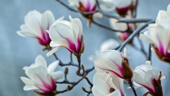 长春花界“稀客”，很多人没“当面”见过！
