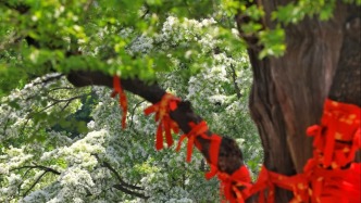 一年一會(huì)！濟(jì)南靈巖寺千年流蘇迎來盛花期，五一特惠！