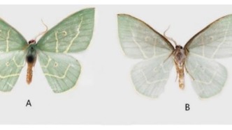 西藏昆蟲(chóng)又添3種尺蛾科新物種