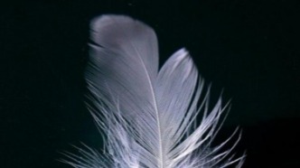 鳥兒也會“容貌焦慮”？羽毛的顏色， 竟是飛行的負擔(dān)