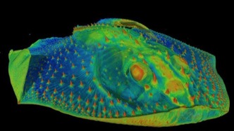 誰能想到，害你牙疼的元兇，竟是4億年前的遠(yuǎn)古魚類