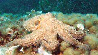 三顆心臟、藍血九腦，看章魚如何顛覆人類的認知