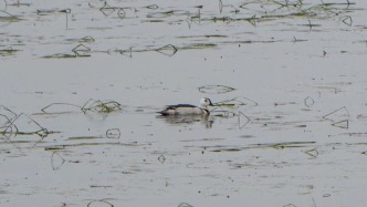 罕見同棲！南磯濕地上演冬夏候鳥跨季相逢