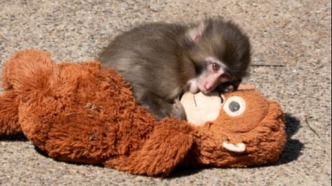 拿宜家玩偶當(dāng)媽，這只孤兒猴的“歸群之路”有多難？