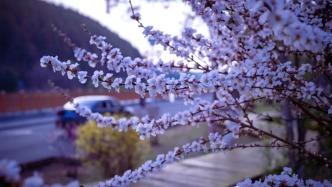 春風(fēng)十里，不如安圖一場(chǎng)杏花雨