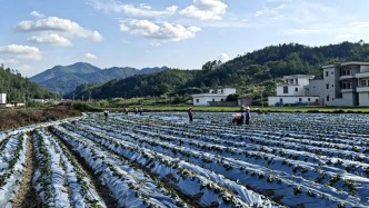 潭布鎮(zhèn)2000多畝低效農(nóng)田“抱團”翻身！番薯干全年不斷供