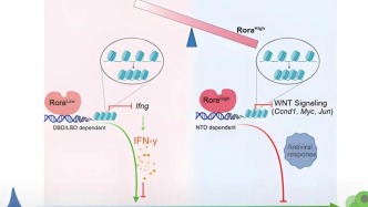 早安广州｜大湾区科研团队合作发现调控体细胞重编程的“变阻器”分子