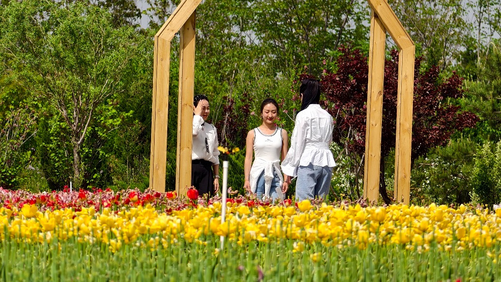 康莊郁金香扮靚邯鄲美麗鄉(xiāng)村