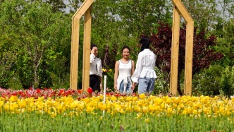 康莊郁金香扮靚邯鄲美麗鄉(xiāng)村