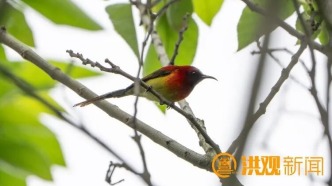 江西鳥類觀測新突破！藍喉太陽鳥現(xiàn)身南磯濕地保護區(qū)