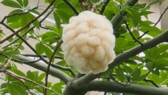 远离、戴口罩！毛҉毛҉毛҉近期广州多见，这份科学防护指南请收好→