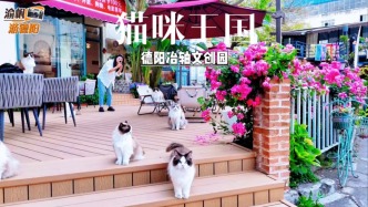 春游德阳冶轴文创园，打卡夏茉咖啡，撸猫赏花，尽享悠闲治愈时光