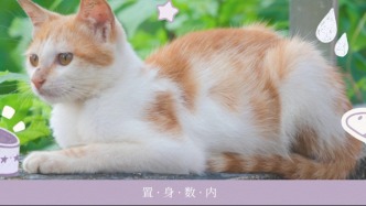 古代“鏟屎官”，為小貓挖空了心思