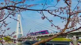 轻轨樱花出圈：吉林文旅的“微”突围与“深”生长