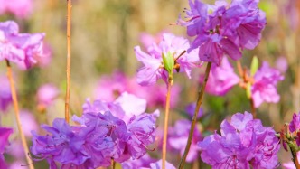 包看包美｜凈月潭五一限定花海