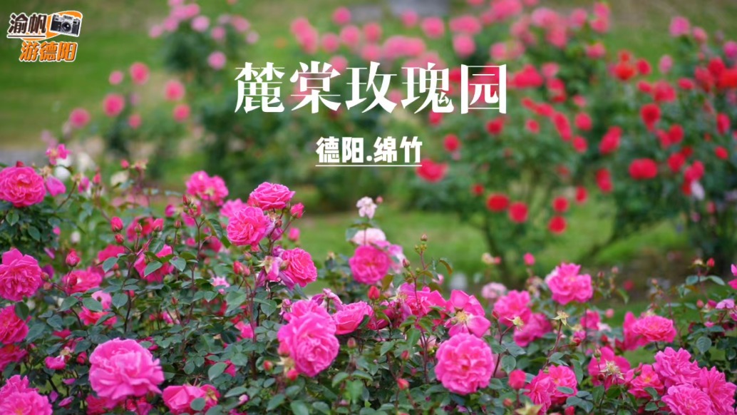 春游德阳绵竹，参观麓棠玫瑰园，满目皆是浪漫花海，静享春日惬意