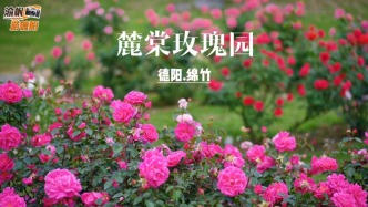 春游德阳绵竹，参观麓棠玫瑰园，满目皆是浪漫花海，静享春日惬意