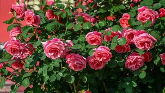 《泉城五一追花地圖》來了！花海拍照巨出片！