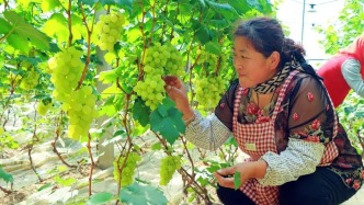 潍坊滨海区：特色葡萄产业解锁增收密码 盐碱地结出“甜蜜果”