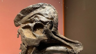 7500万年前的恐龙叫声到底啥样？听起来竟然像……