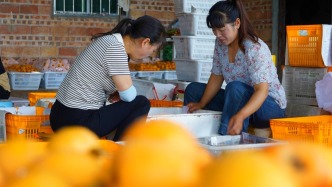 昭通绥江万亩枇杷成熟上市