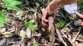 重庆乡村采笋记：深入竹林，一砍一扳，清脆声响解压又治愈