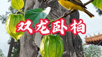 孔庙“双龙卧柏”：乾隆靠了一下就长出了“龙”？丨山东·济宁·曲阜