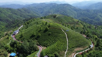 陕南平利：暮春蒋家坪茶山风光旖旎