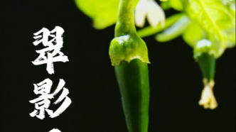 “植物之美”延時攝影系列 · 翠影丹實