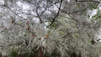 老人燒楊絮，差點(diǎn)兒燒到房屋和車輛！飛絮集中，請注意→