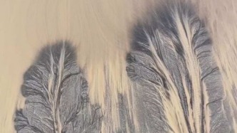 大自然的告白：錢塘江畔的“母愛之樹” 錢塘江退潮后，大地深處“長”出了潮汐樹