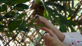 生態(tài)藝術(shù)治療｜鳥巢花園聞草木，走出教室的“正念課”