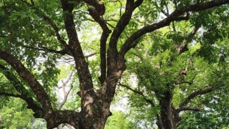 古樹煥新韻！鼎湖蕉園村古樹公園“活”起來(lái)