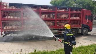 百余头“二师兄”热晕，湖州消防员送来“及时雨”