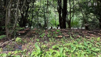 守护绿水青山 绘就林芝生态富民新画卷