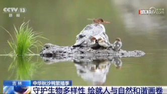 跟著央視看吉林：中華秋沙鴨繁殖季，守護(hù)生物多樣性，繪就人與自然和諧畫(huà)卷