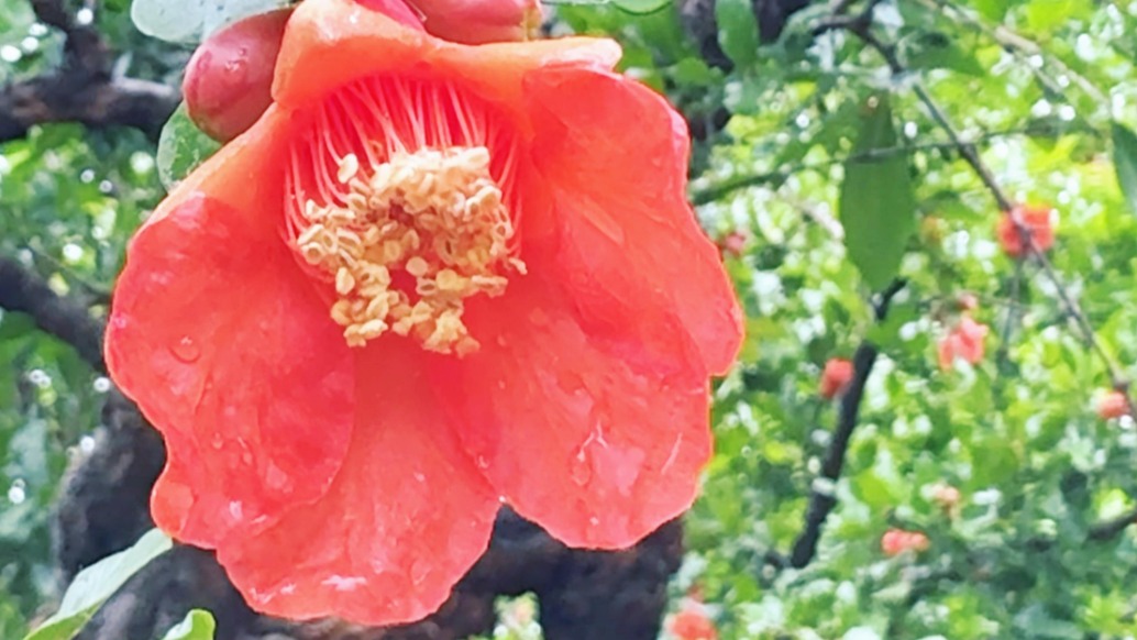 嶧州印象 | 雨潤紅自嬌，你見過這樣的石榴園嗎？