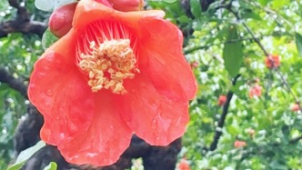 嶧州印象 | 雨潤(rùn)紅自嬌，你見過這樣的石榴園嗎？