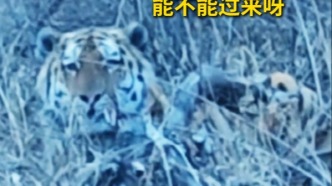 吉林倆大哥路遇東北虎，車內(nèi)對話比段子還逗
