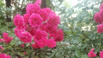 初夏见闻录