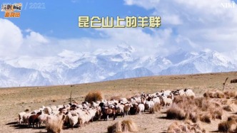 新疆昆仑山上的超治愈美景，羊群与雪山相映，每一帧都是神仙画面