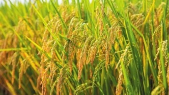  傳承袁隆平科研精神，筑牢國家糧食安全南繁根基
